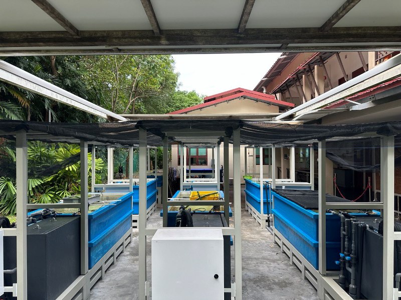 Coral culture tanks