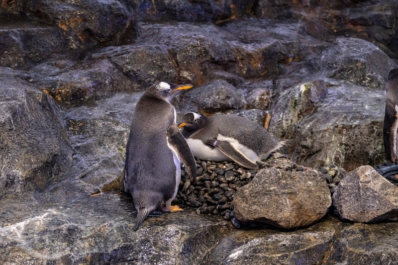 Gentoo penguin parents