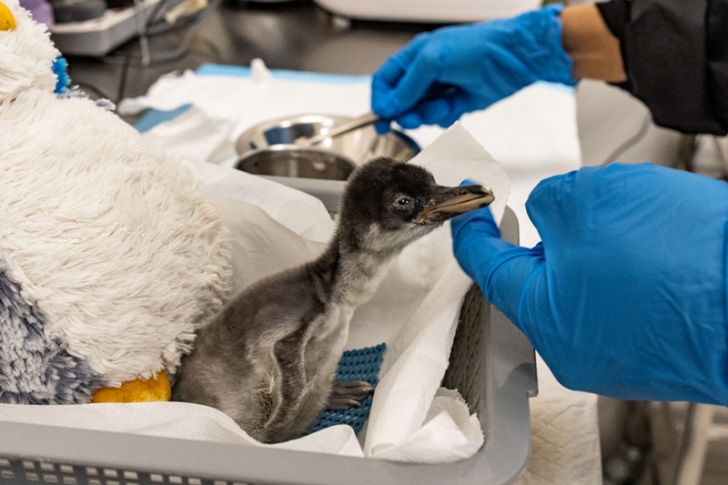 Second gentoo chick