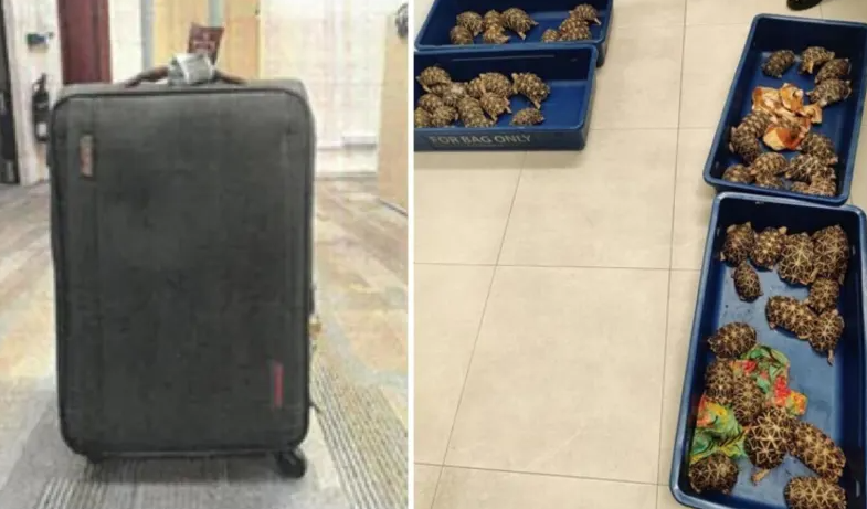 Indian star tortoise smuggler suitcase