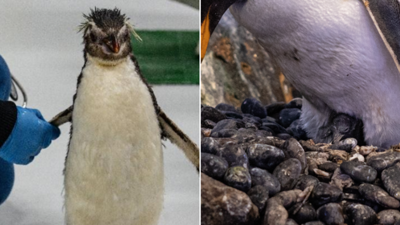 Singapore Bird Paradise welcomes gentoo penguin chicks; rescued rockhopper penguin has a shot at love