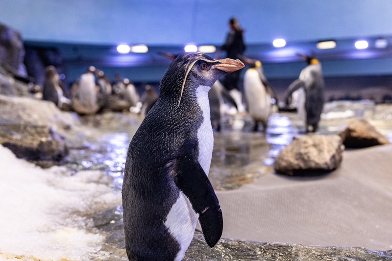 Pierre, male penguin