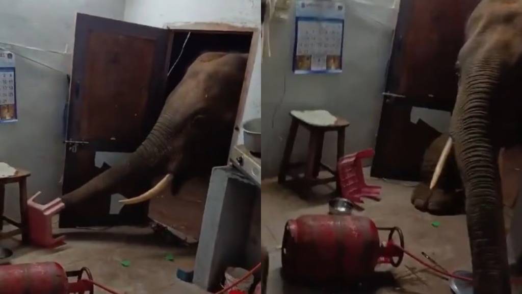 WATCH: Hungry elephant tries to enter house in southern India, residents offer rice in defence