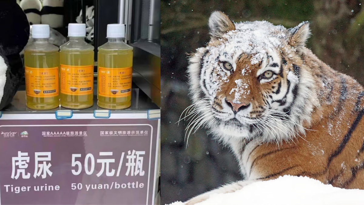 Chinese zoo cashes in on Siberian tiger urine