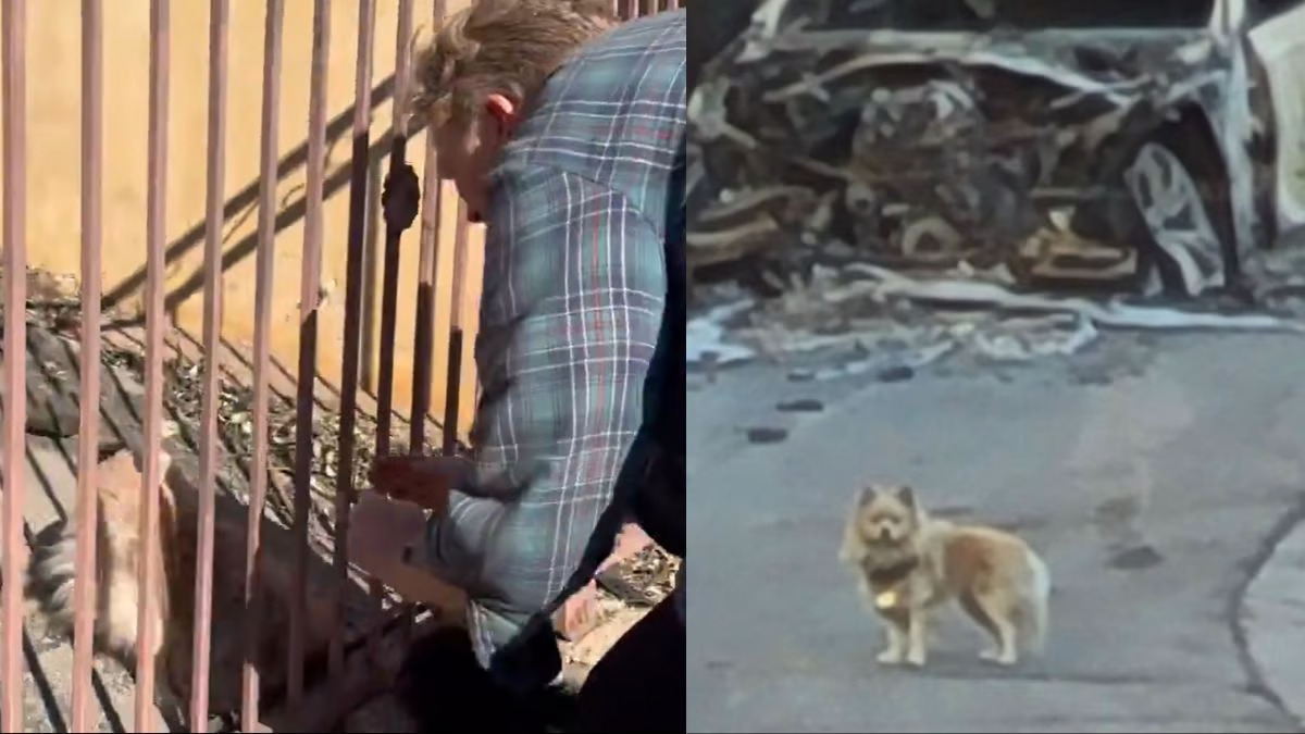 WATCH: Video of man and his dog’s heartwarming reunion after Los Angeles wildfires goes viral