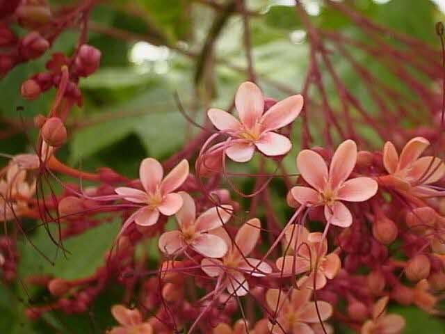 Pagoda flower