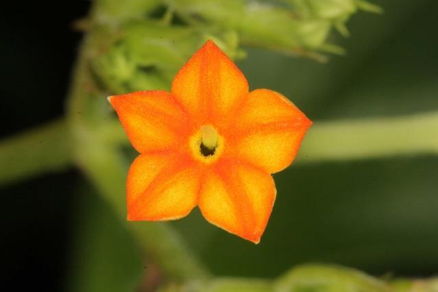 Adap-Adap flower, Pek Kio Park