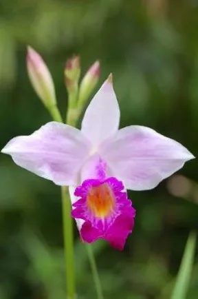 Bamboo Orchid flower, Pek Kio Park