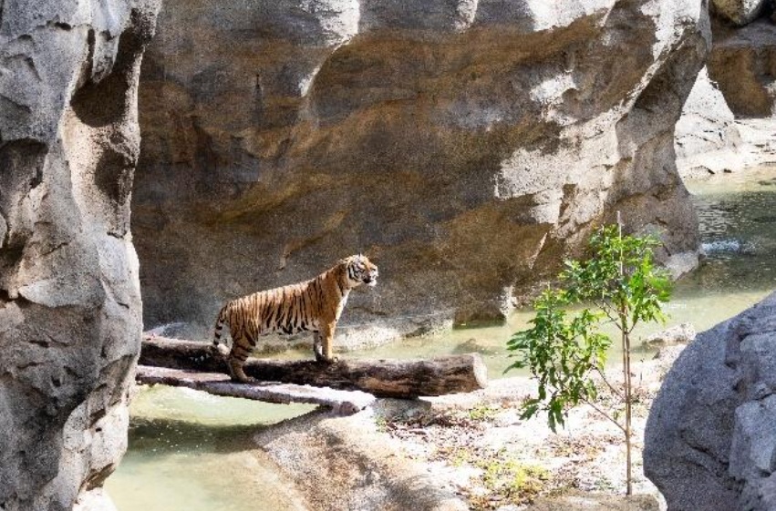 Tickets for the new wildlife park go on sale on February 12
