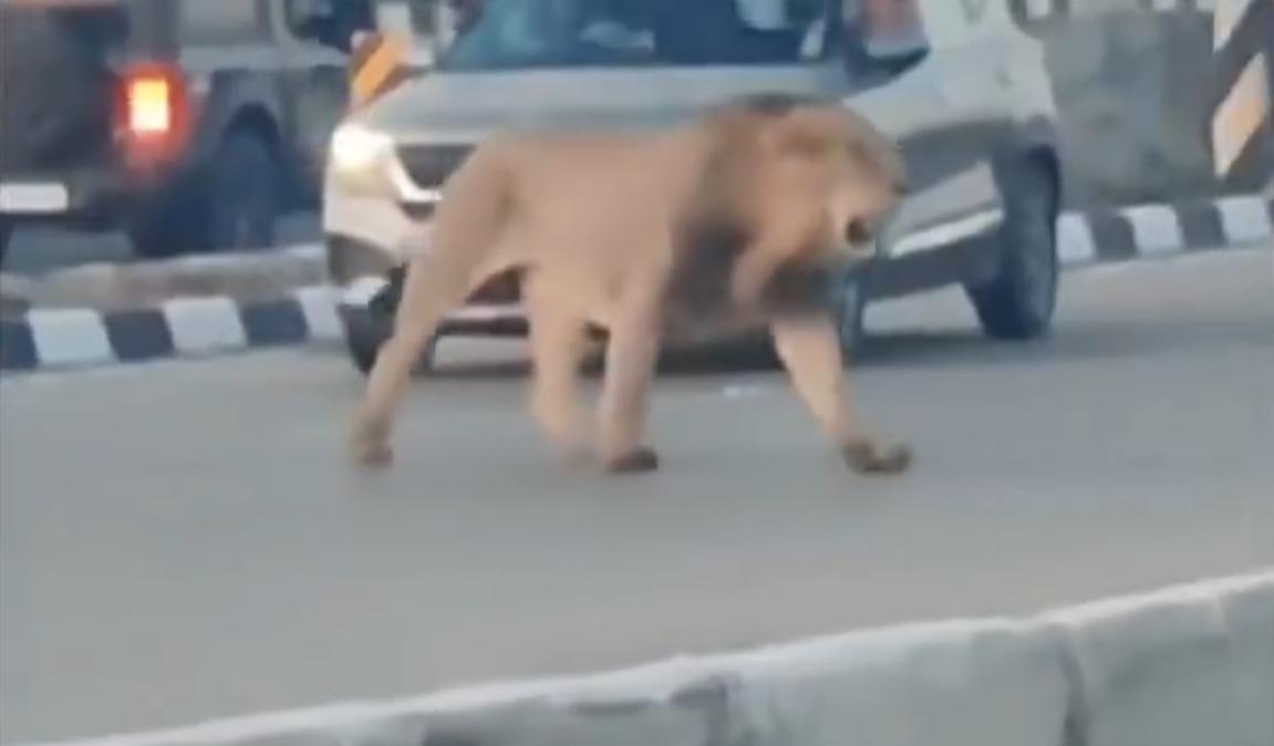 WATCH: Traffic disrupted as Asiatic lion walks across highway in western India