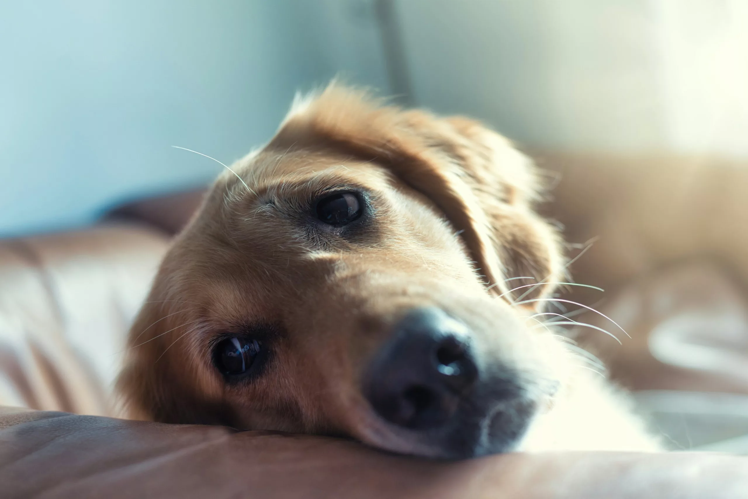 China: Highway workers face probe after cooking, consuming pet dog in Shenzhen 
