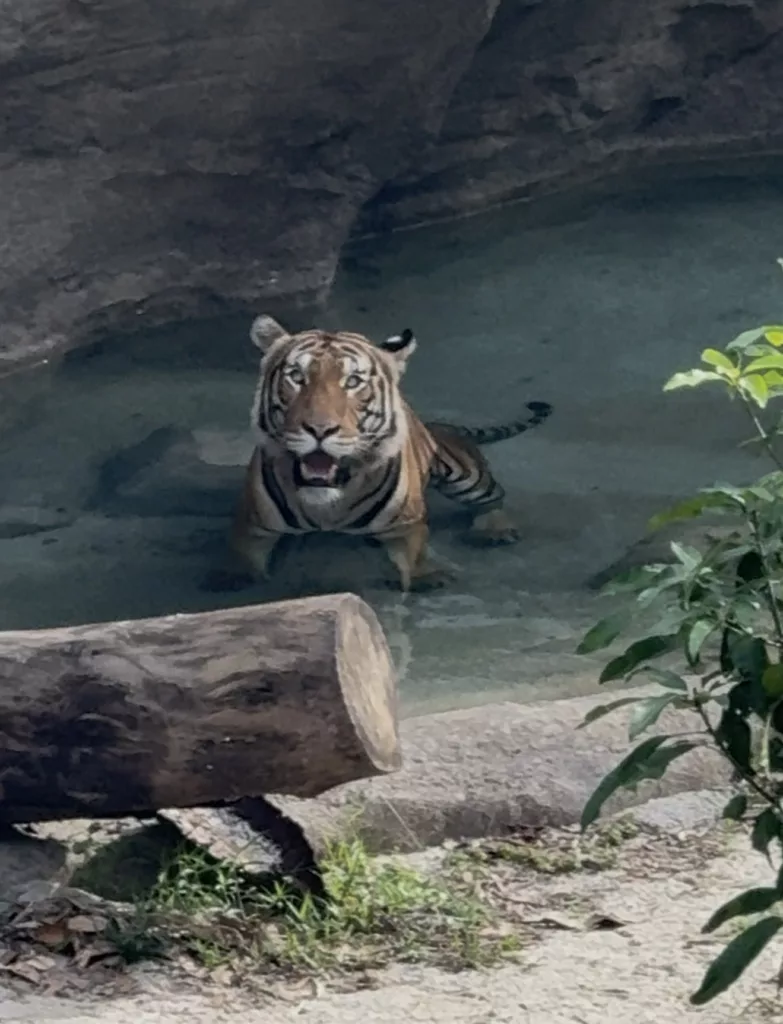 From the elusive to the majestic, park-goers of Rainforest Wild Asia seek out wildlife like the Malayan tigers in their habitat at the Rock Cascade. Photo: Connected to India