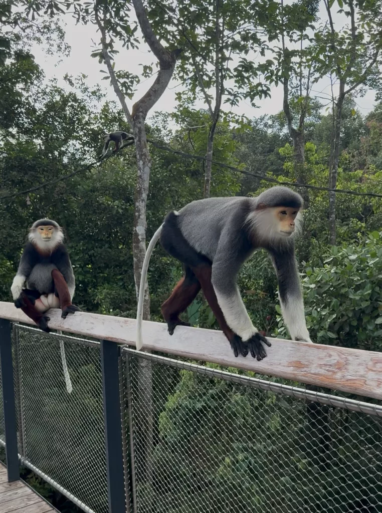 The red-shanked douc langurs are one of the most striking looking primates with a vivid and multi-coloured appearance. They can be seen at The Canopy. Photo: Connected to India