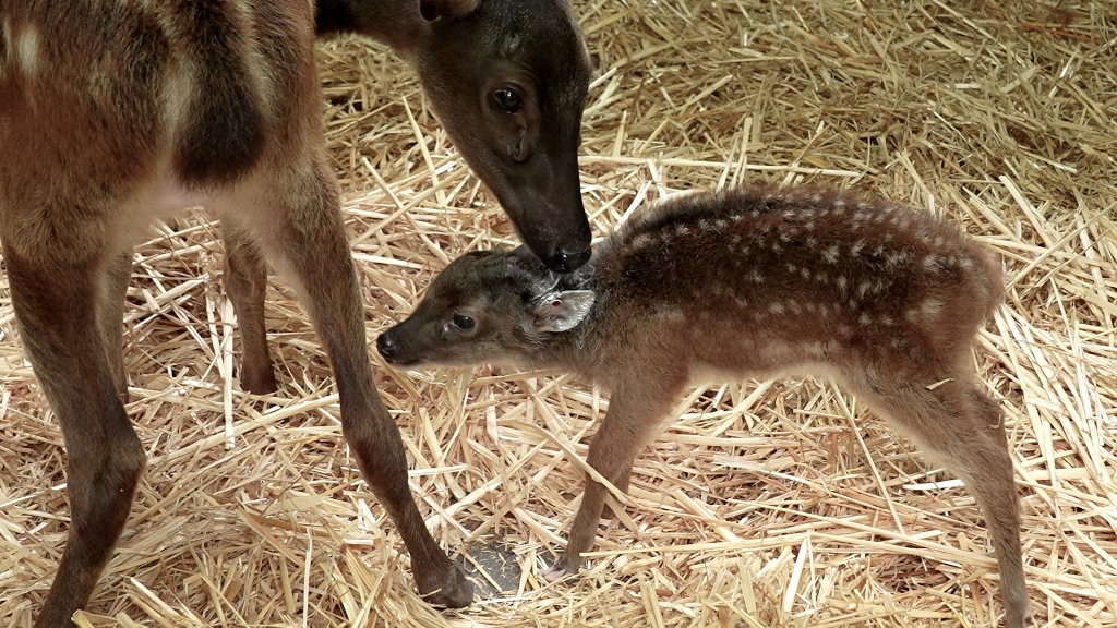 Rainforest Wild Asia welcomed its first baby - a Philippine spotted deer fawn born to first time parents in February 2025. Photo courtesy: Mandai Wildlife Group