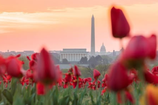 Springtime in Washington DC