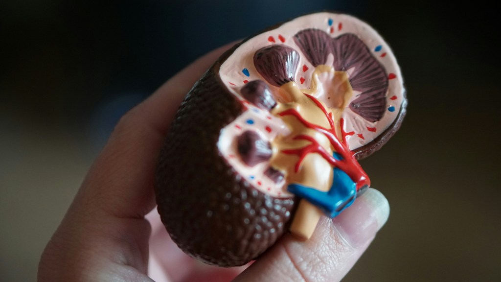 A person holding a plastic model of a kidney. representational image. Photo courtesy: Unsplash