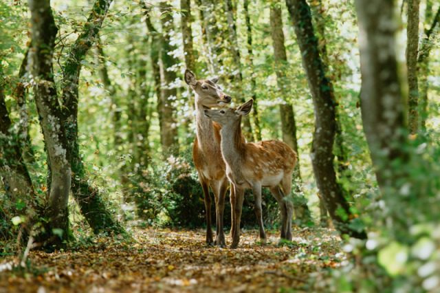 A still from the movie Bambi: A Tale of Life in the Woods