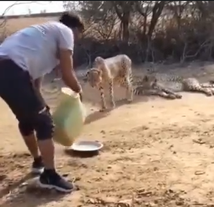 WATCH: After pelting stones at cheetahs, Indian villagers now offer water to animals 