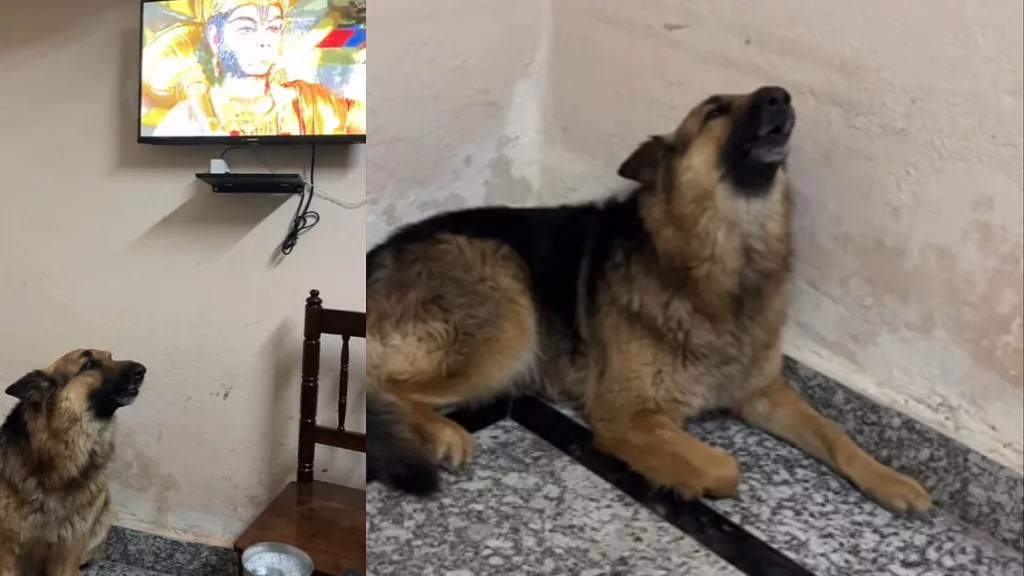Sleepy pet dog wakes up and sings Hanuman Chalisa in viral video. Photo courtesy: Instagram@thebanjaaraboy