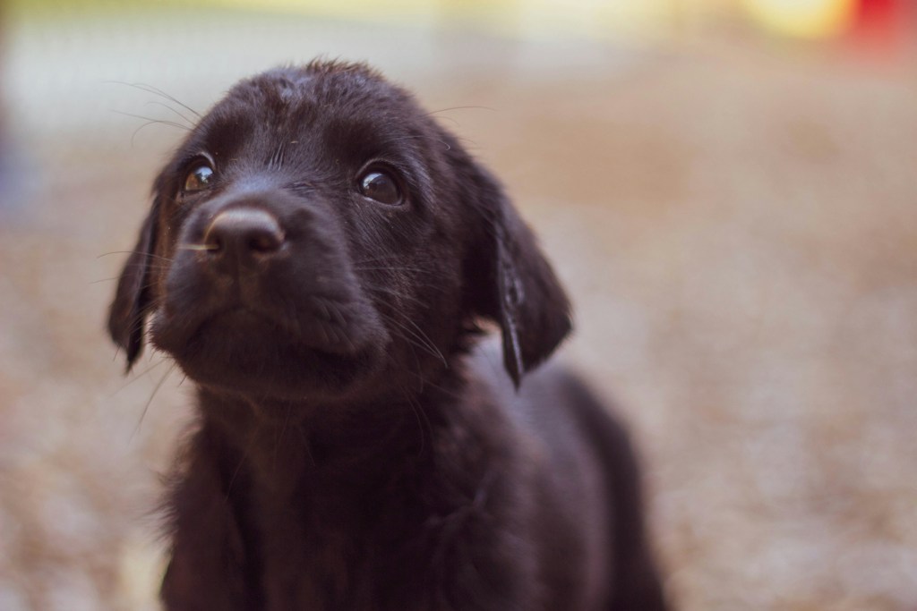 Puppy representational image