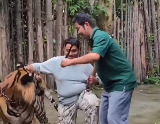 Caught on camera: Tiger lunges at Indian man taking selfie in Thailand’s Tiger Kingdom 