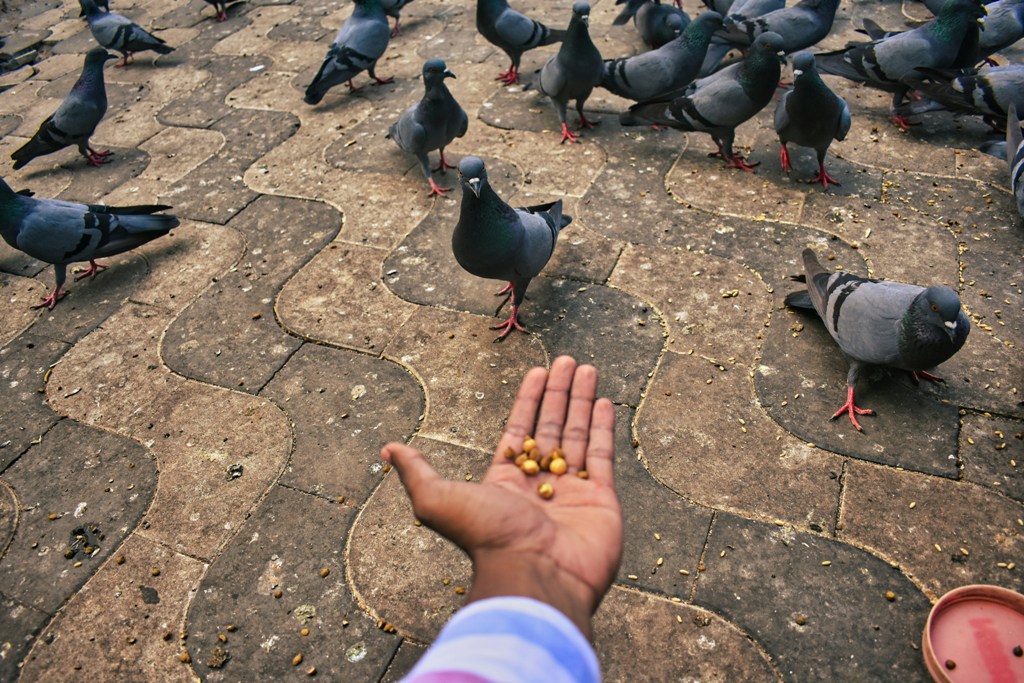Singapore: Indian-origin woman fined SGD 1,200 for repeatedly feeding pigeons