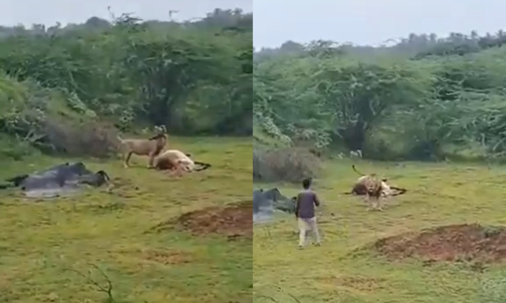 Lion Man viral video