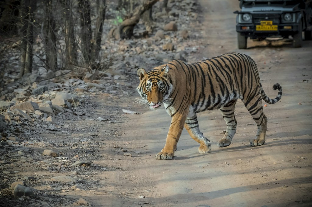 Panic in Ranthambore: Tourists cry for help after being abandoned in tiger zone; WATCH