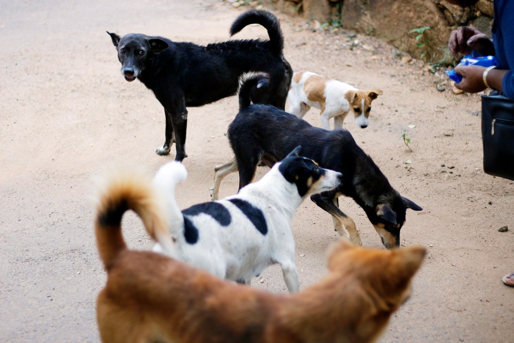 Protests in Delhi NCR, anger on social media after SC orders removal of stray dogs over rabies threat