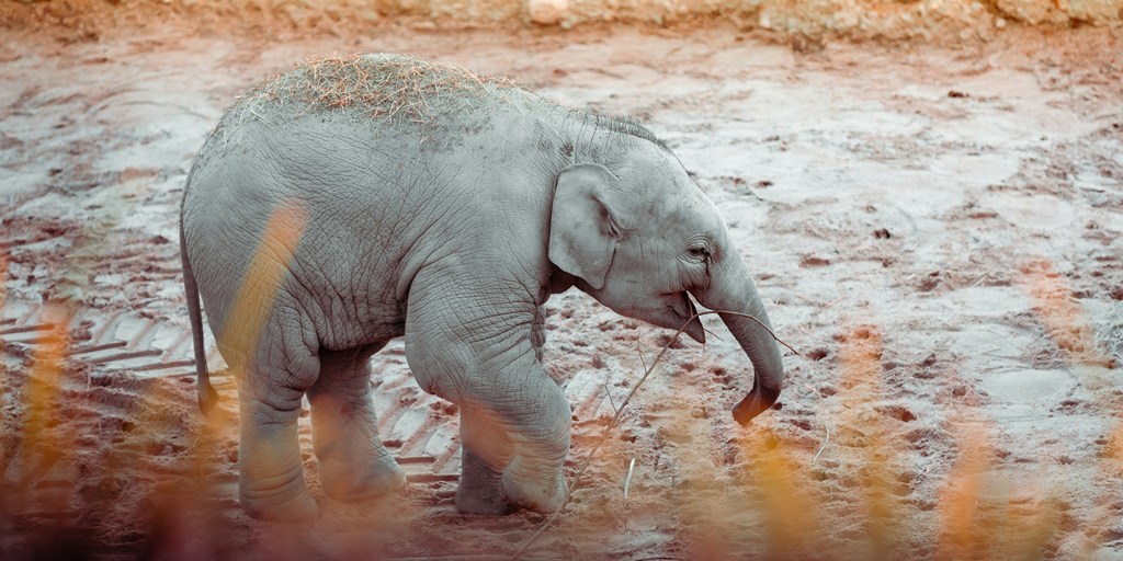 Southern Indian school gets adorable visitor as baby elephant enters campus; WATCH